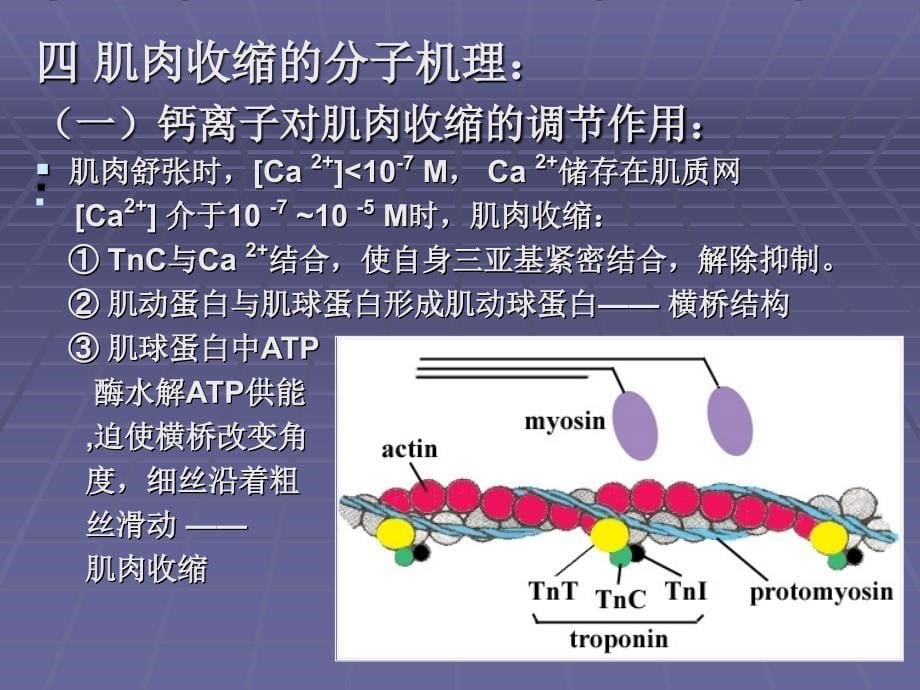 生物体内蛋白质课件_第5页