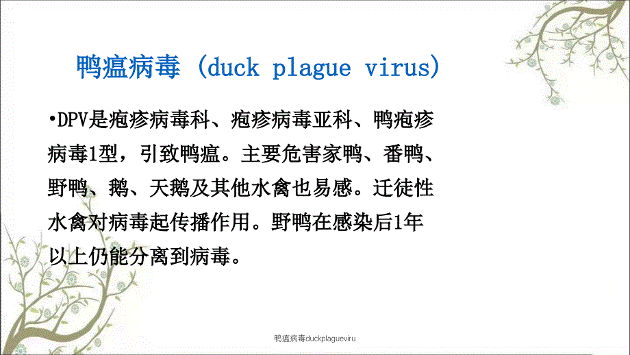 鸭瘟病毒duckplagueviru_第1页