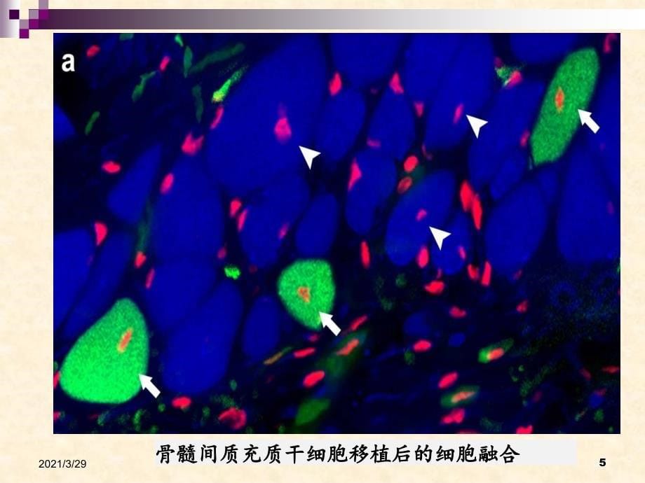 PEG法诱导鸡血细胞融合课堂PPT_第5页