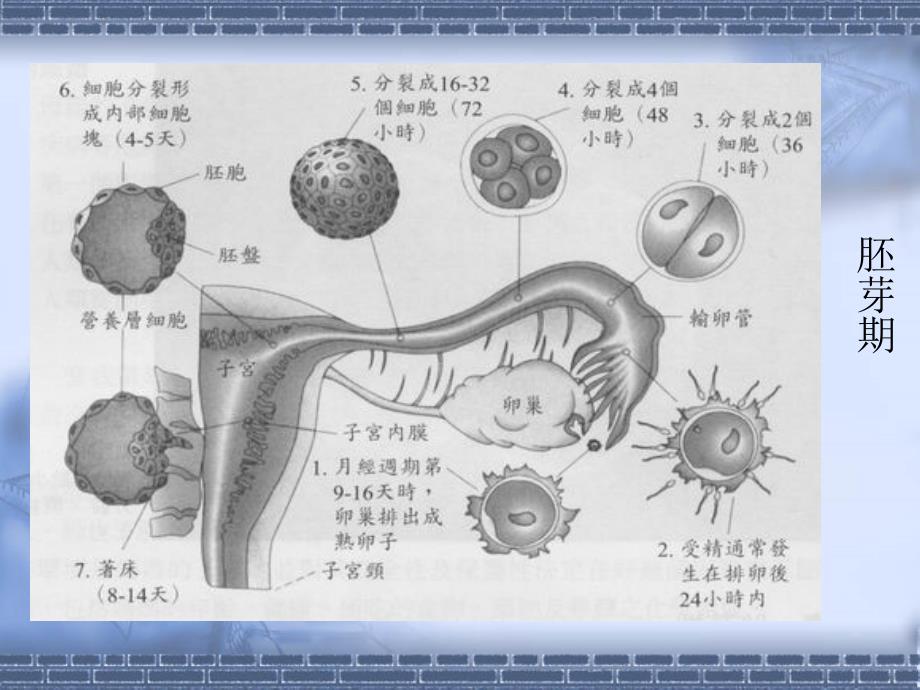 第二部分胎儿期孕期的发展_第3页