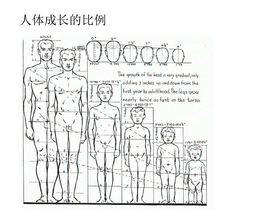 人体素描动态的把握-课件_第4页