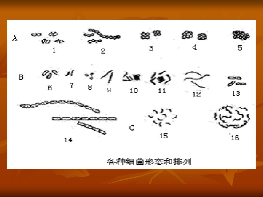 《微生物基本常识》PPT课件.ppt_第4页