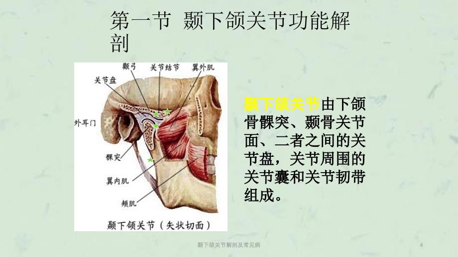 颞下颌关节解剖及常见病课件_第4页