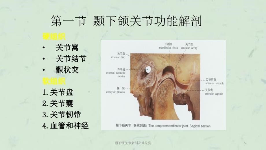 颞下颌关节解剖及常见病课件_第5页