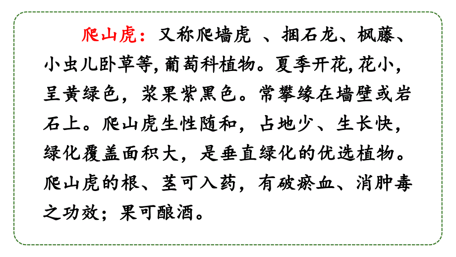 部编版四年级上册语文10爬山虎的脚课件50页_第3页