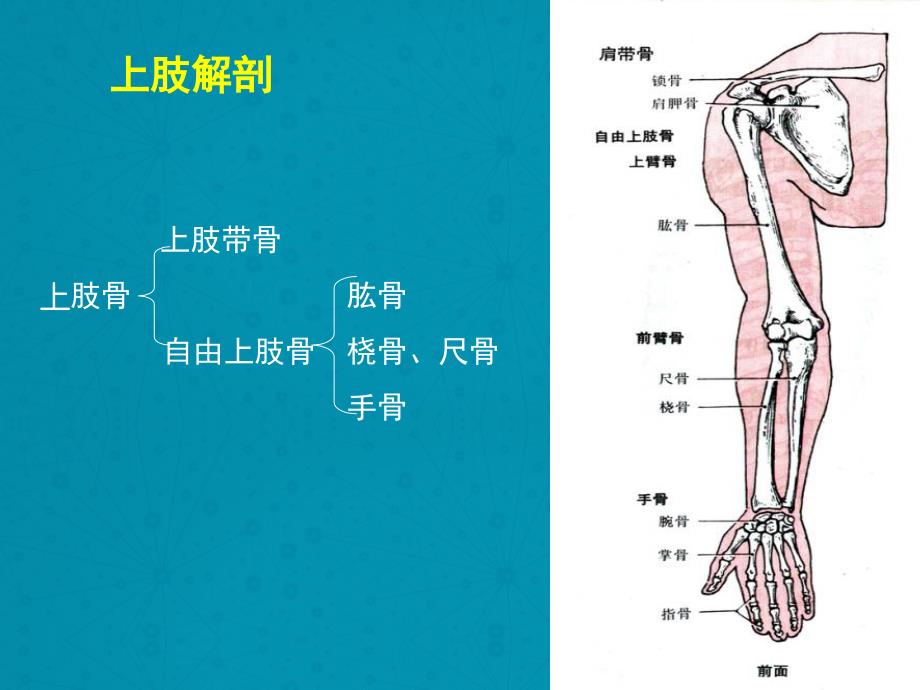 上肢骨折及手术配合_第3页