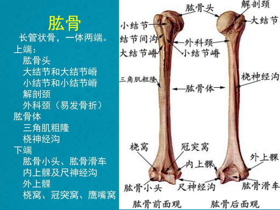 上肢骨折及手术配合_第4页