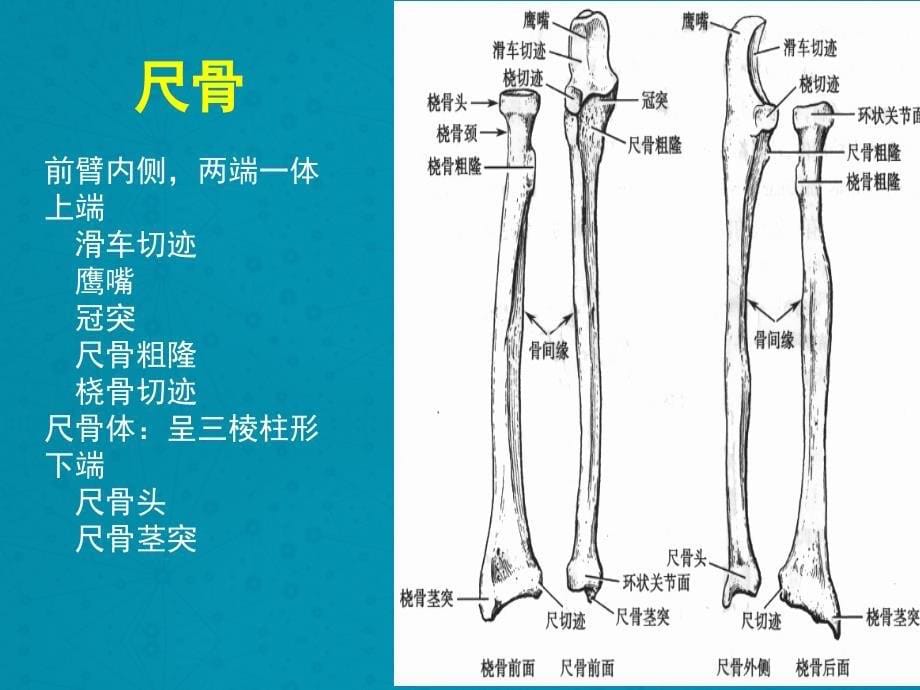 上肢骨折及手术配合_第5页