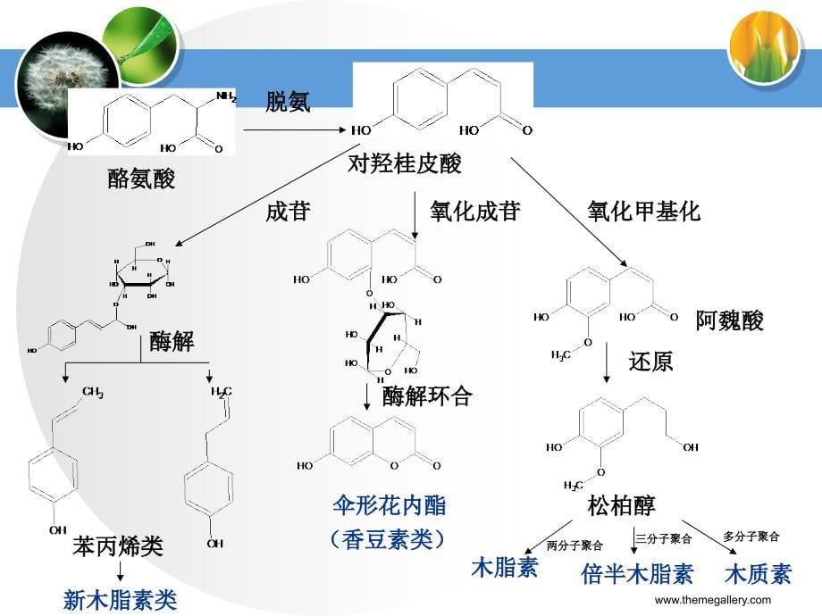 第三章苯丙素_第5页