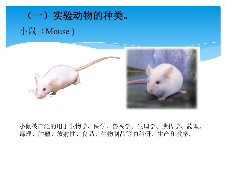 三实验动物麻醉_第4页