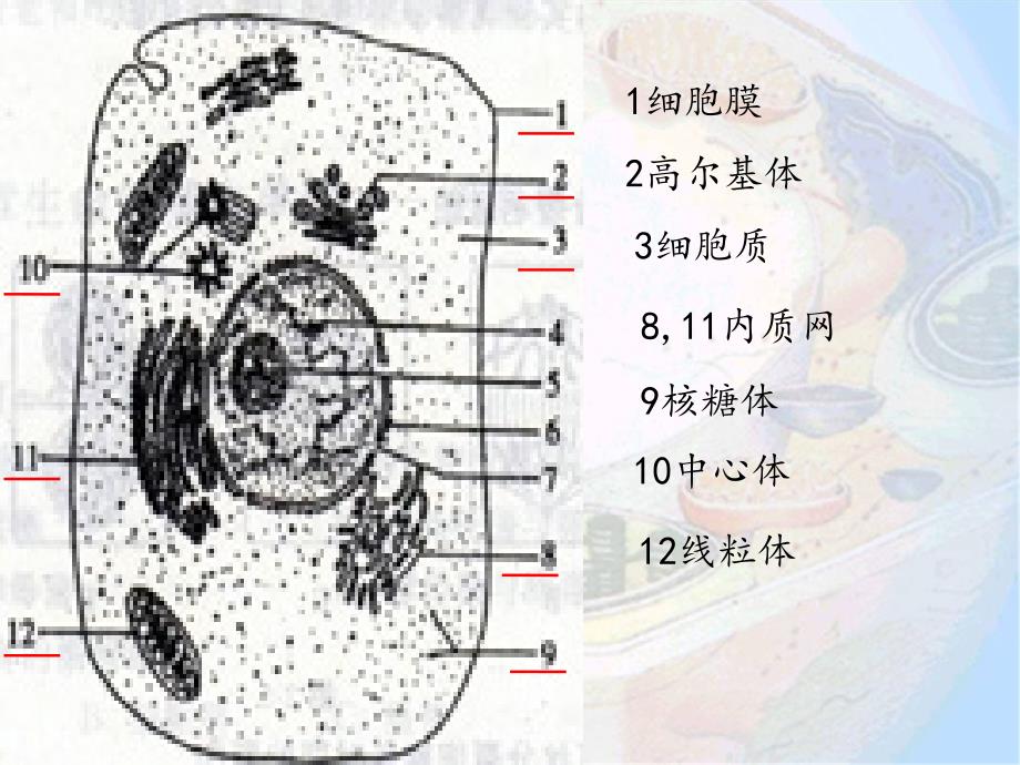 细胞器--系统内的分工合作.ppt_第2页