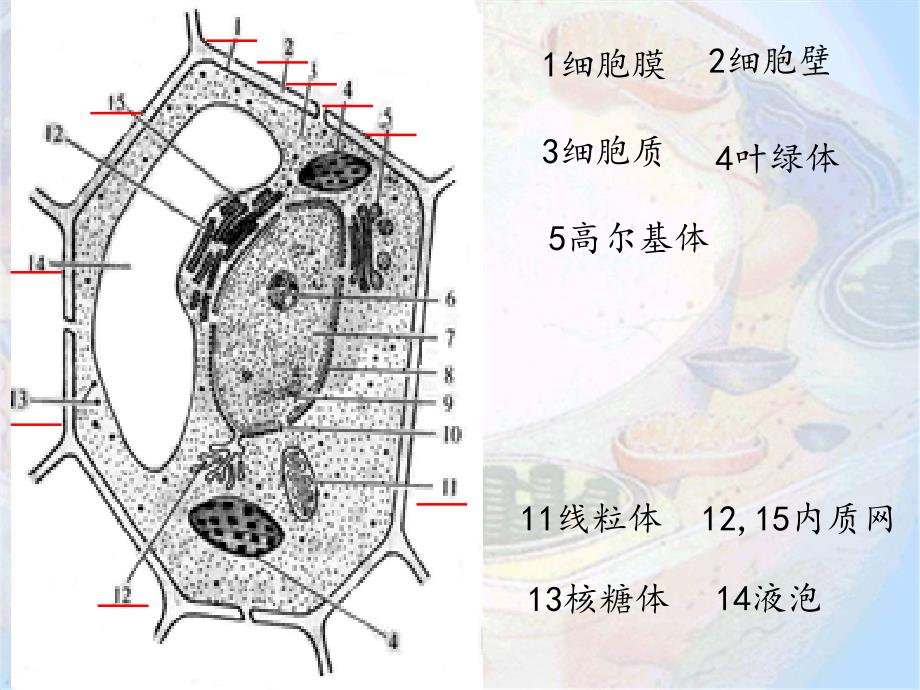 细胞器--系统内的分工合作.ppt_第3页