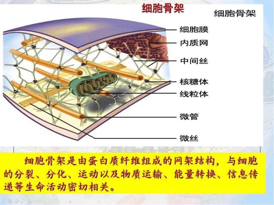 细胞器--系统内的分工合作.ppt_第5页