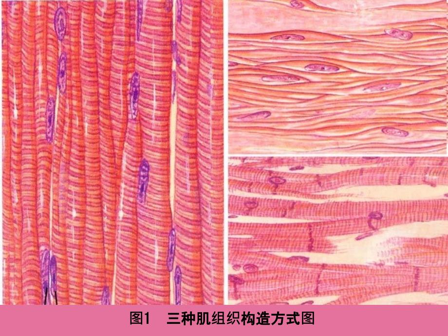 第章肌组织ppt课件_第4页