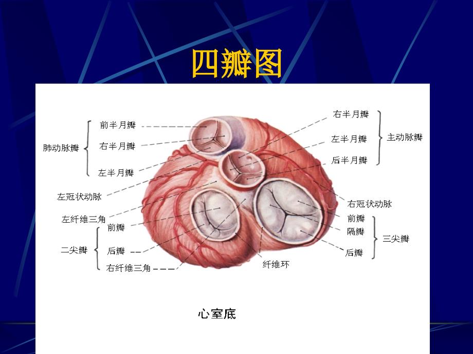 心包疾病课件文档资料_第2页