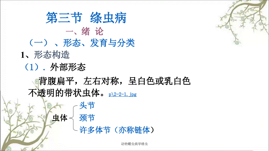 动物蠕虫病学绦虫课件_第1页