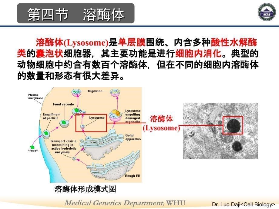 细胞的内膜系统溶酶体_第5页