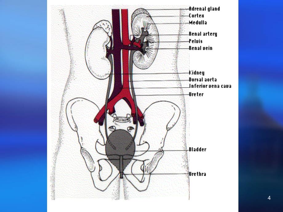 泌尿系统疾病总论ppt课件_第4页