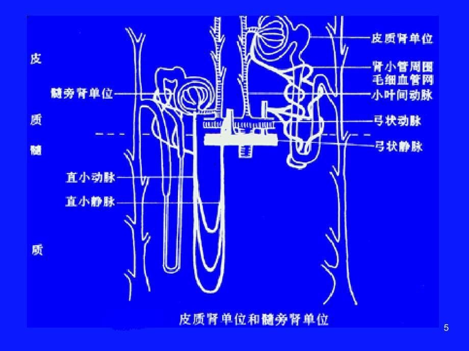 泌尿系统疾病总论ppt课件_第5页