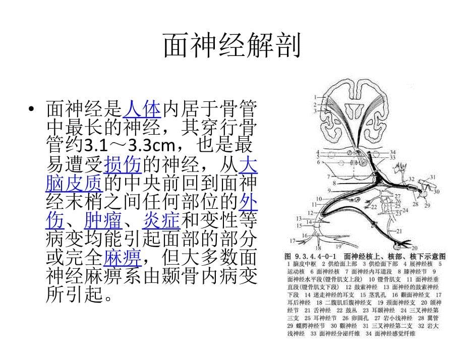 面神经舌下神经吻合术.ppt_第5页