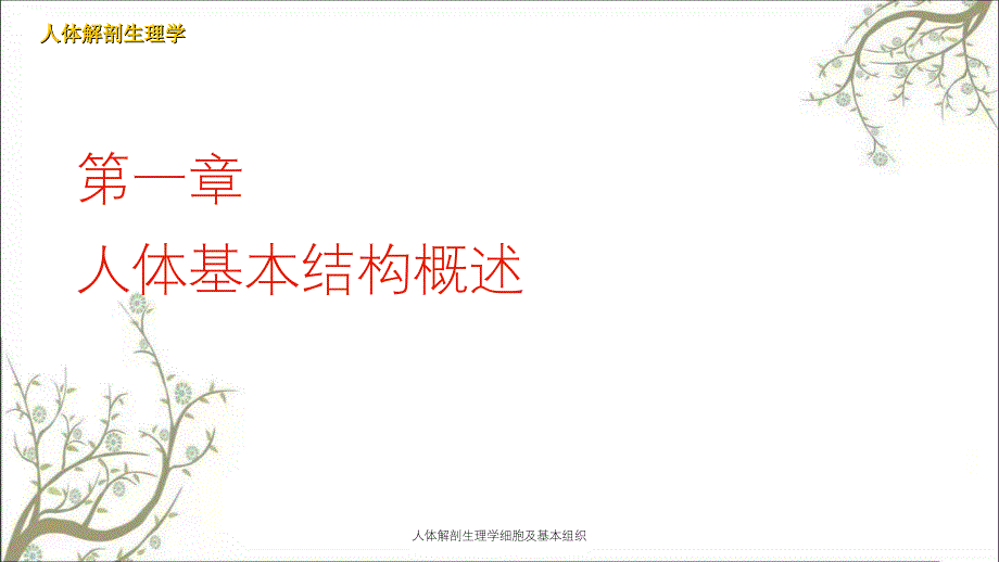 人体解剖生理学细胞及基本组织_第1页