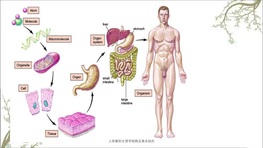 人体解剖生理学细胞及基本组织_第2页