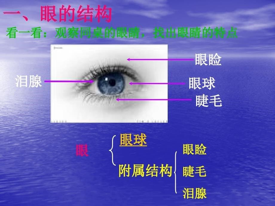 生物《眼与视觉》教学课件(济南版).ppt_第5页