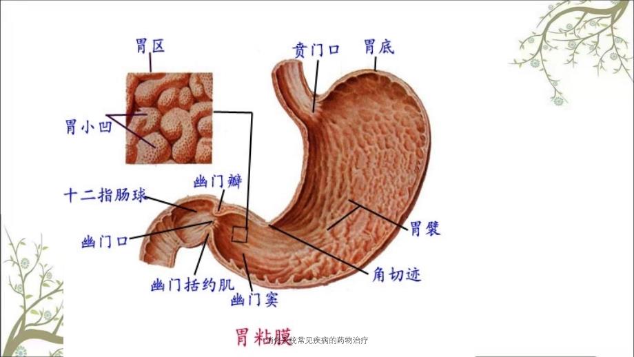 消化系统常见疾病的药物治疗_第4页