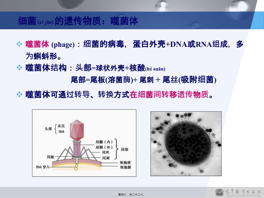 版细菌的遗传与变异课件_第4页