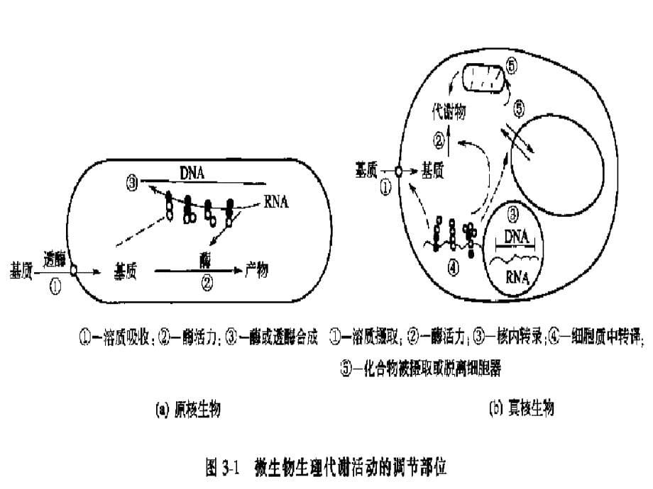 微生物代谢调节_第5页