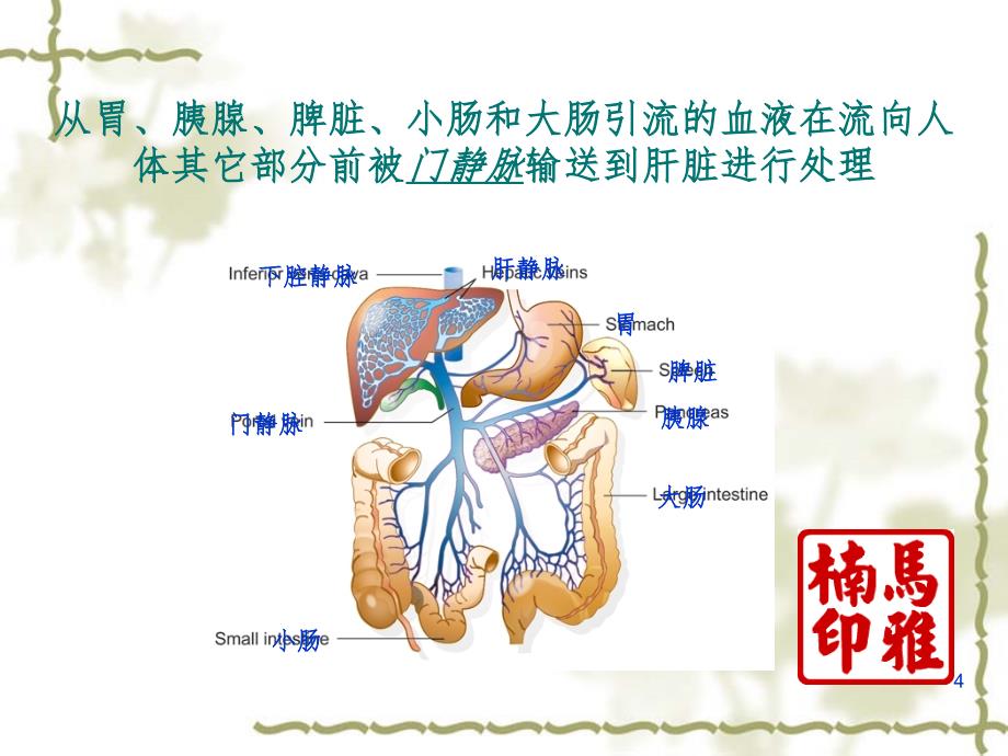 常见肝病用药指导PPT精品文档_第4页