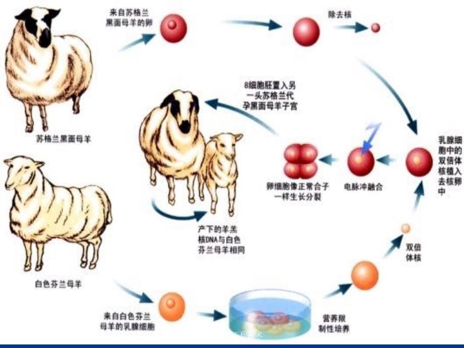 生物工程工程技术课件_第5页