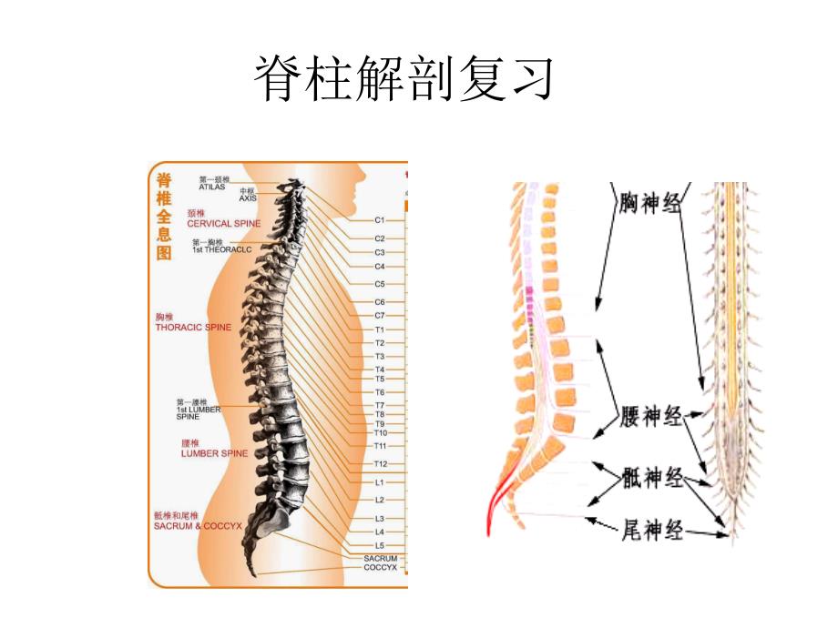 脊柱X线摄影技术_第3页