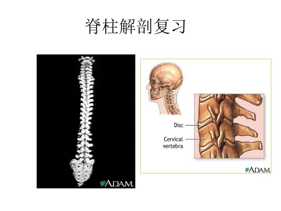 脊柱X线摄影技术_第5页