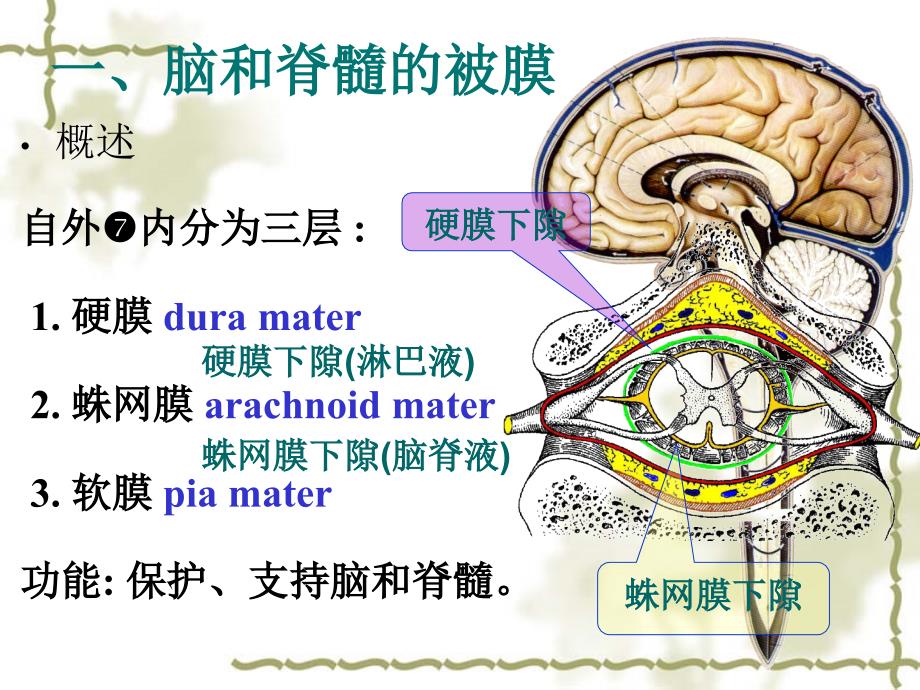 人体解剖学：脑和脊髓的被膜、血管及脑脊液循环(14食品统计)_第2页