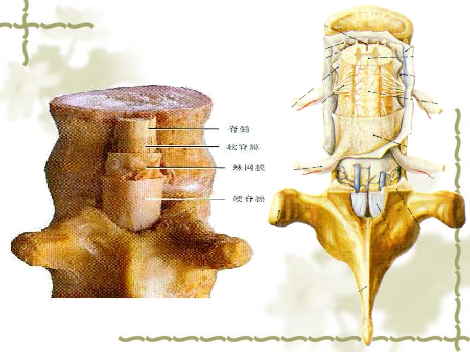 人体解剖学：脑和脊髓的被膜、血管及脑脊液循环(14食品统计)_第4页