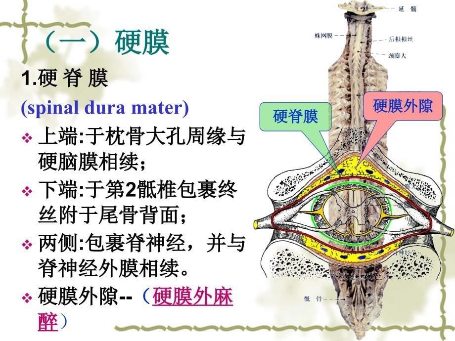 人体解剖学：脑和脊髓的被膜、血管及脑脊液循环(14食品统计)_第5页