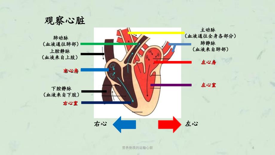 营养物质的运输心脏课件_第4页