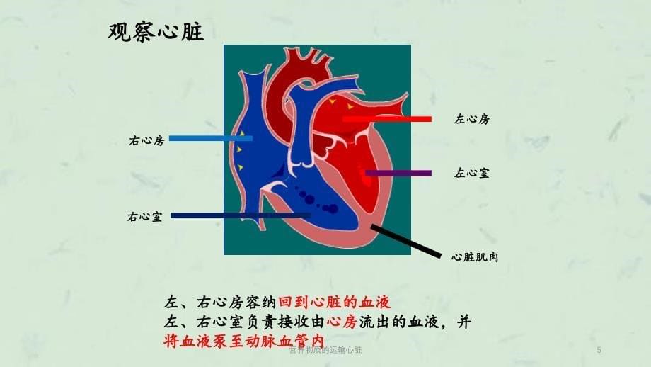 营养物质的运输心脏课件_第5页