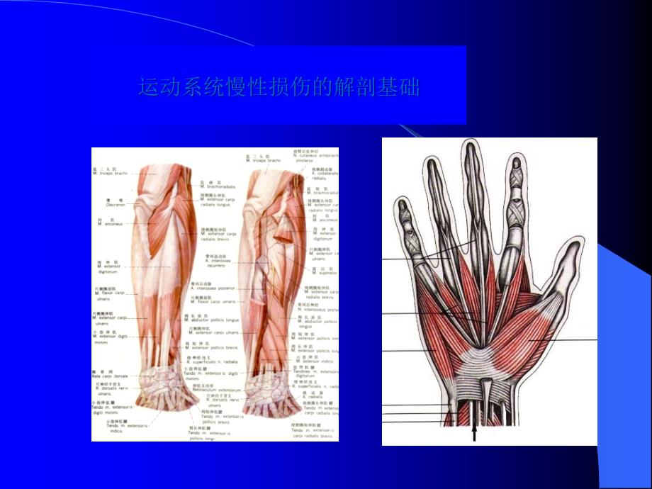 运动慢性损伤与畸形_第2页