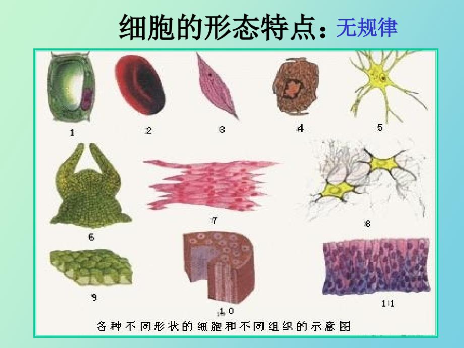 生命的结构基础_第4页