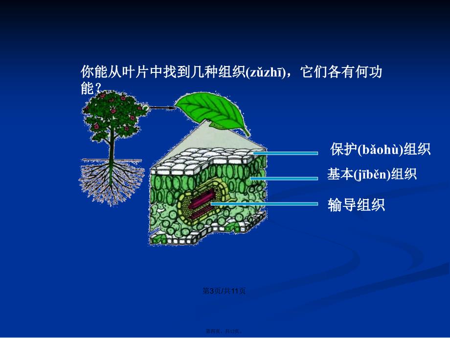 多细胞生物体组成学习教案_第4页