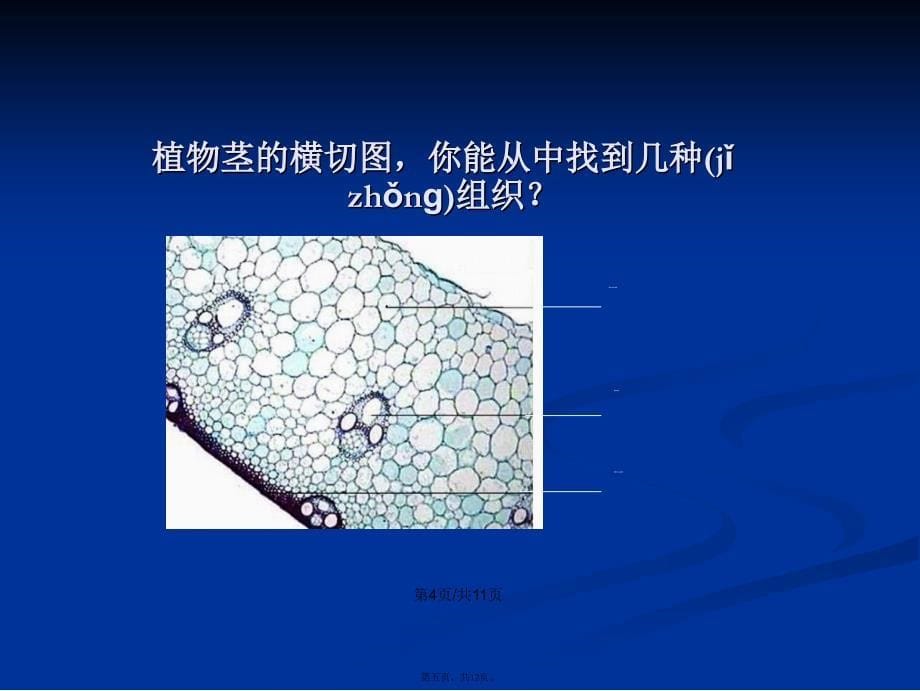 多细胞生物体组成学习教案_第5页