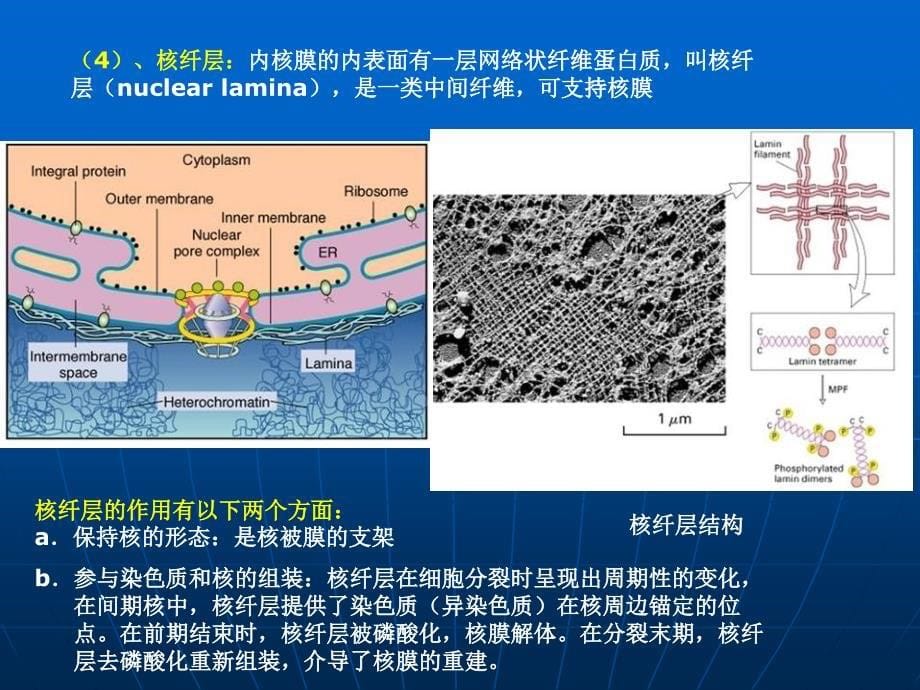 第五节细胞核_第5页