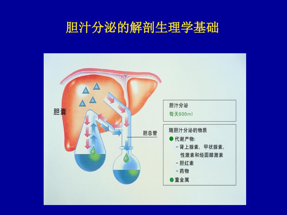 胆汁淤积性肝病ppt课件_第4页