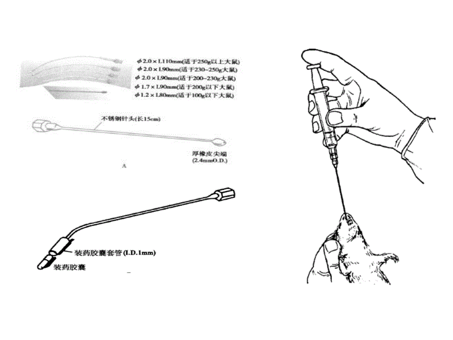 实验四五六动物的给药麻醉处死术_第3页