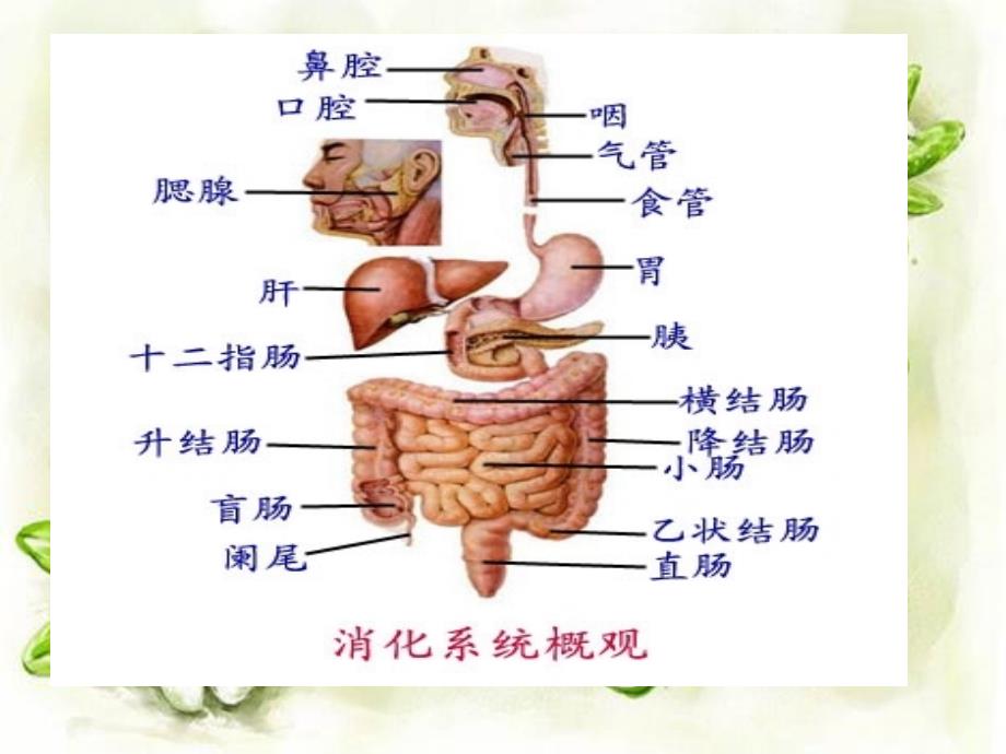 小肠穿孔的护理查房.ppt_第4页