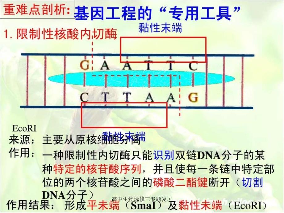 高中生物选修三专题复习课件_第4页