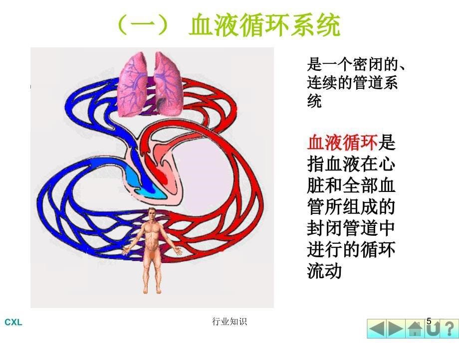 幼儿卫生保健之循环系统（业界荟萃）_第5页