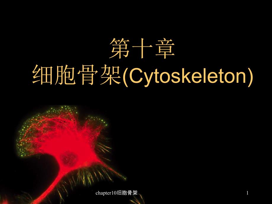 chapter10细胞骨架课件_第1页